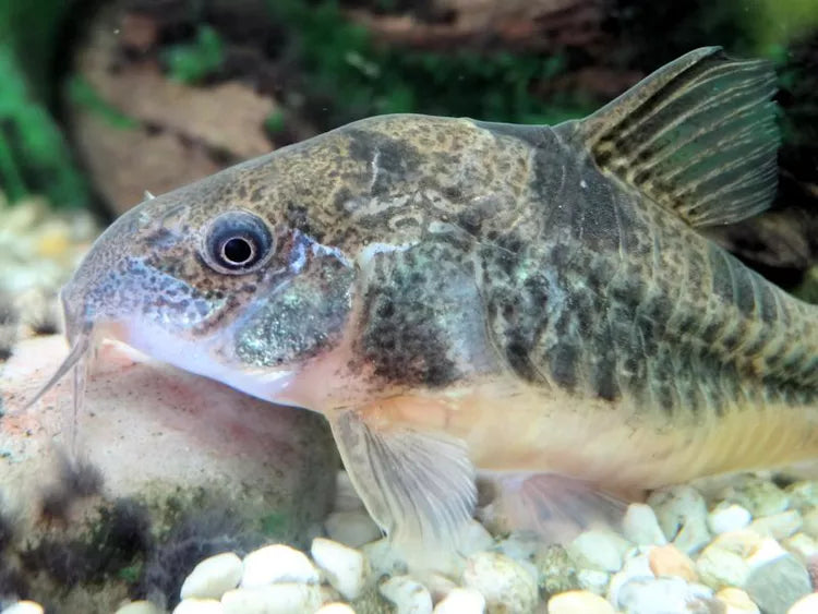 Pepper cory Catfish