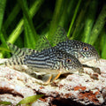 Sterbai Cory