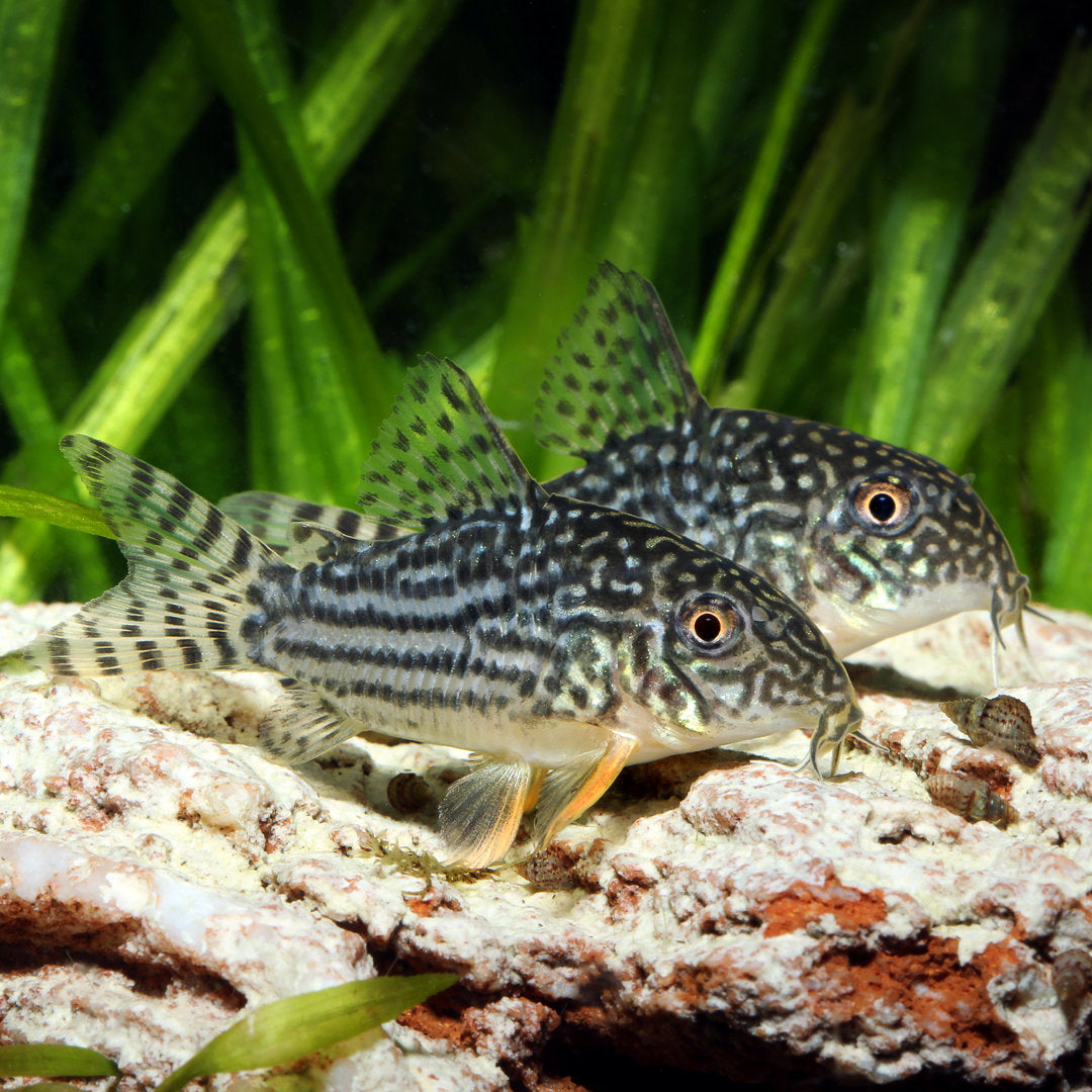Sterbai Cory