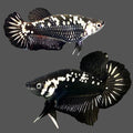Thailand Black Samurai betta