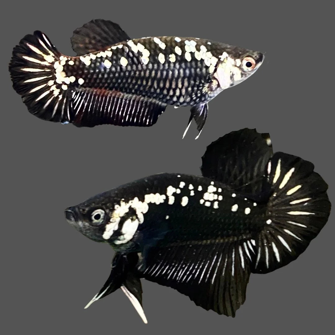 Thailand Black Samurai betta
