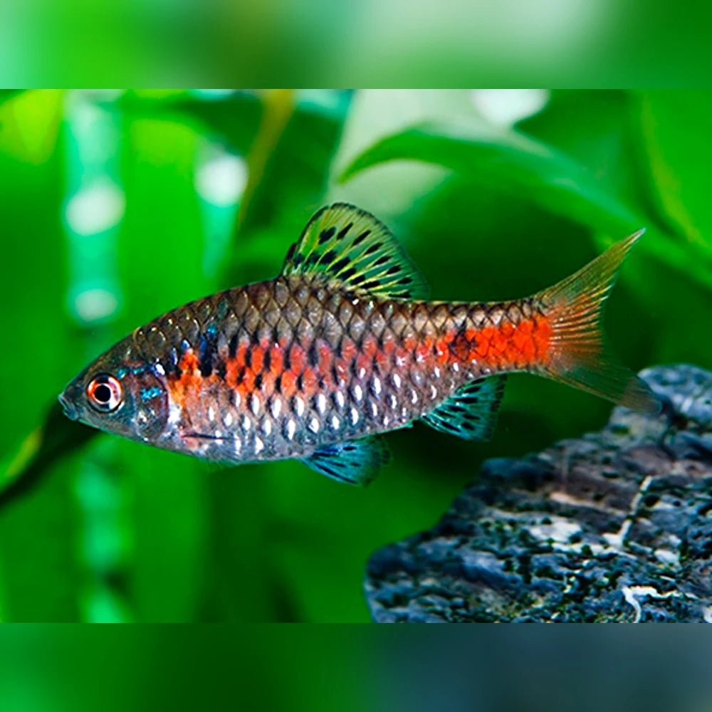Odissa barb