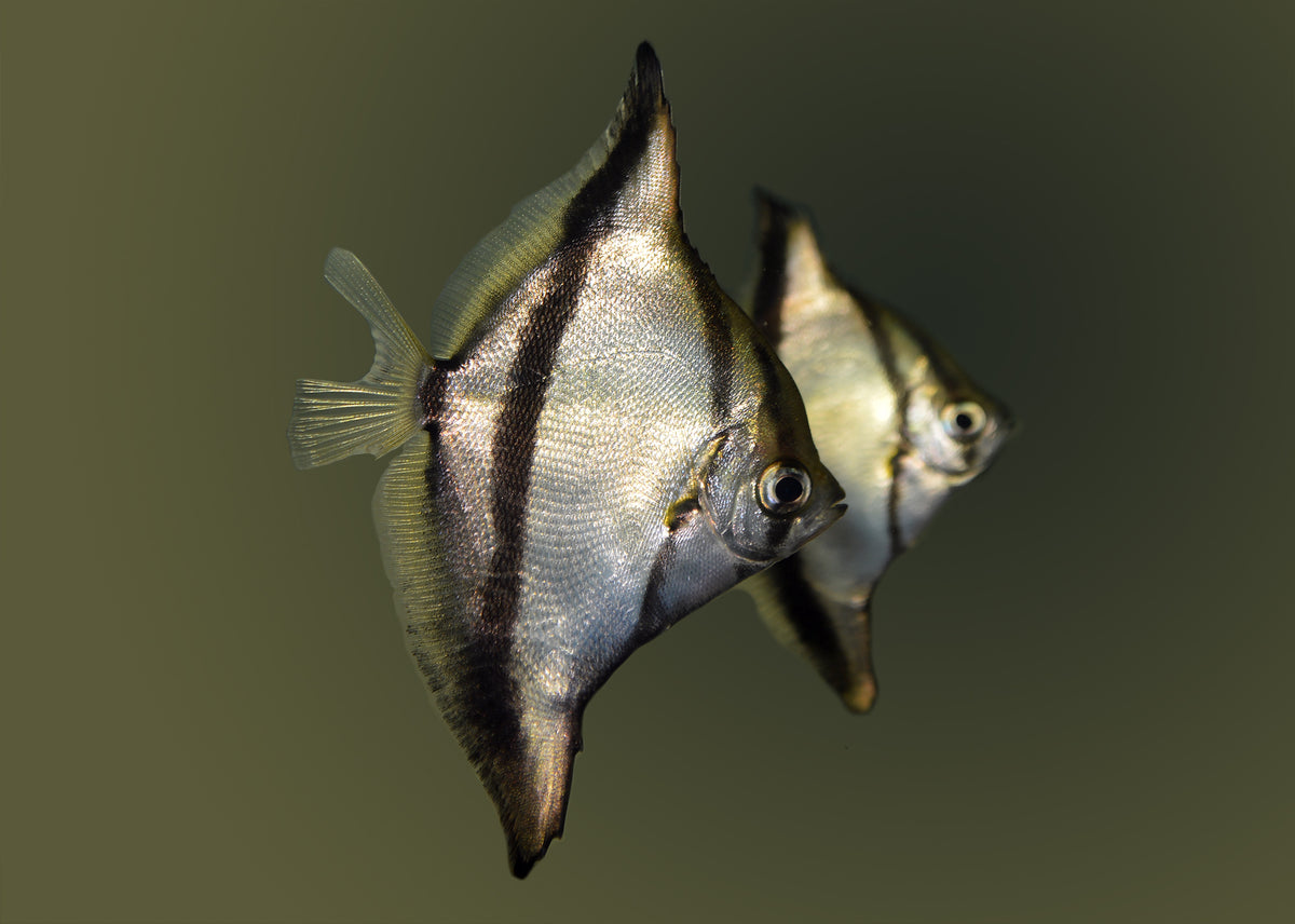 Mono Sebae
