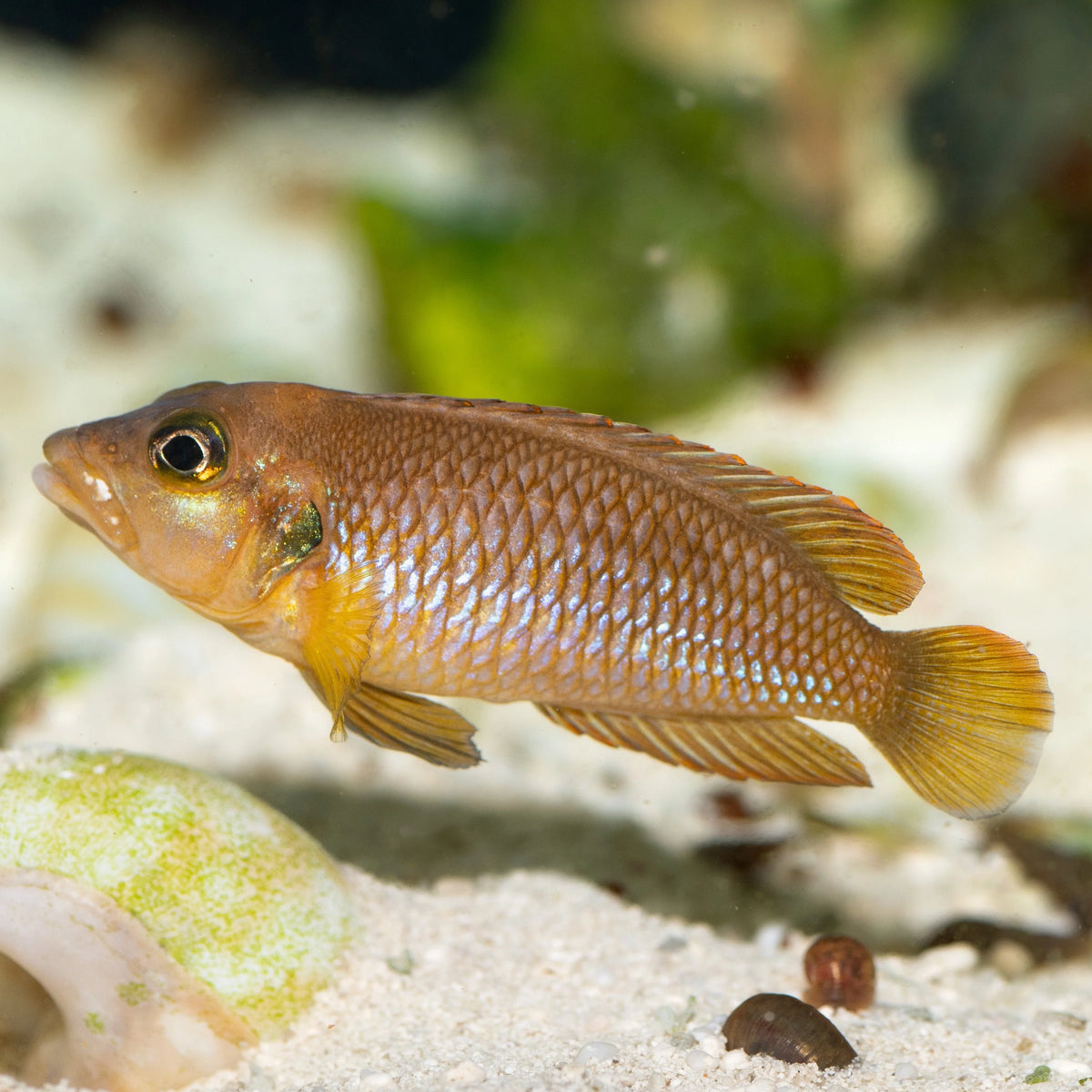 Oscillatus Gold care