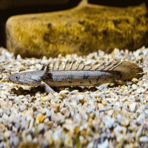 Delhezi senegal