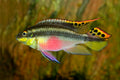 Kribensis Cichlid