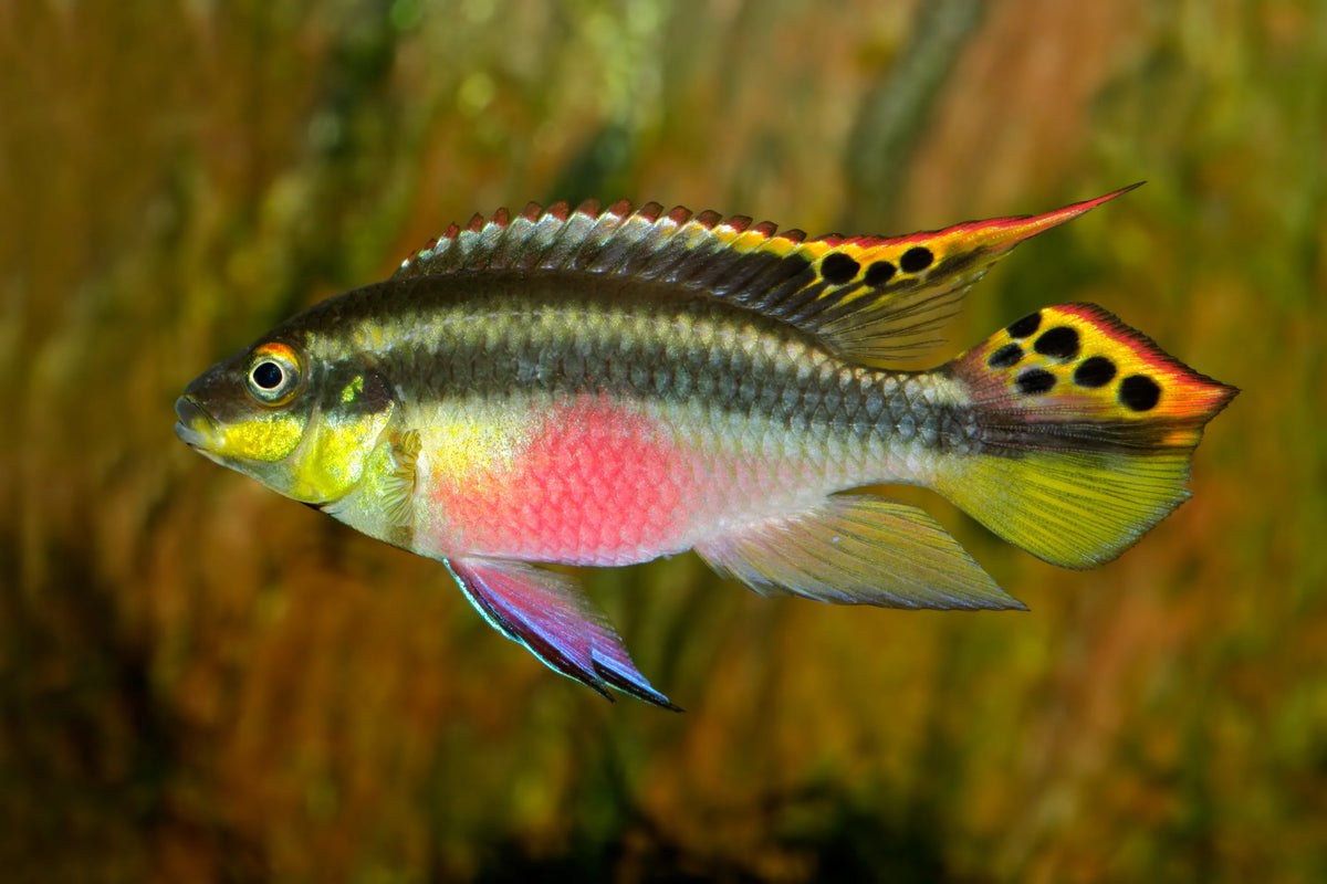 Kribensis Cichlid