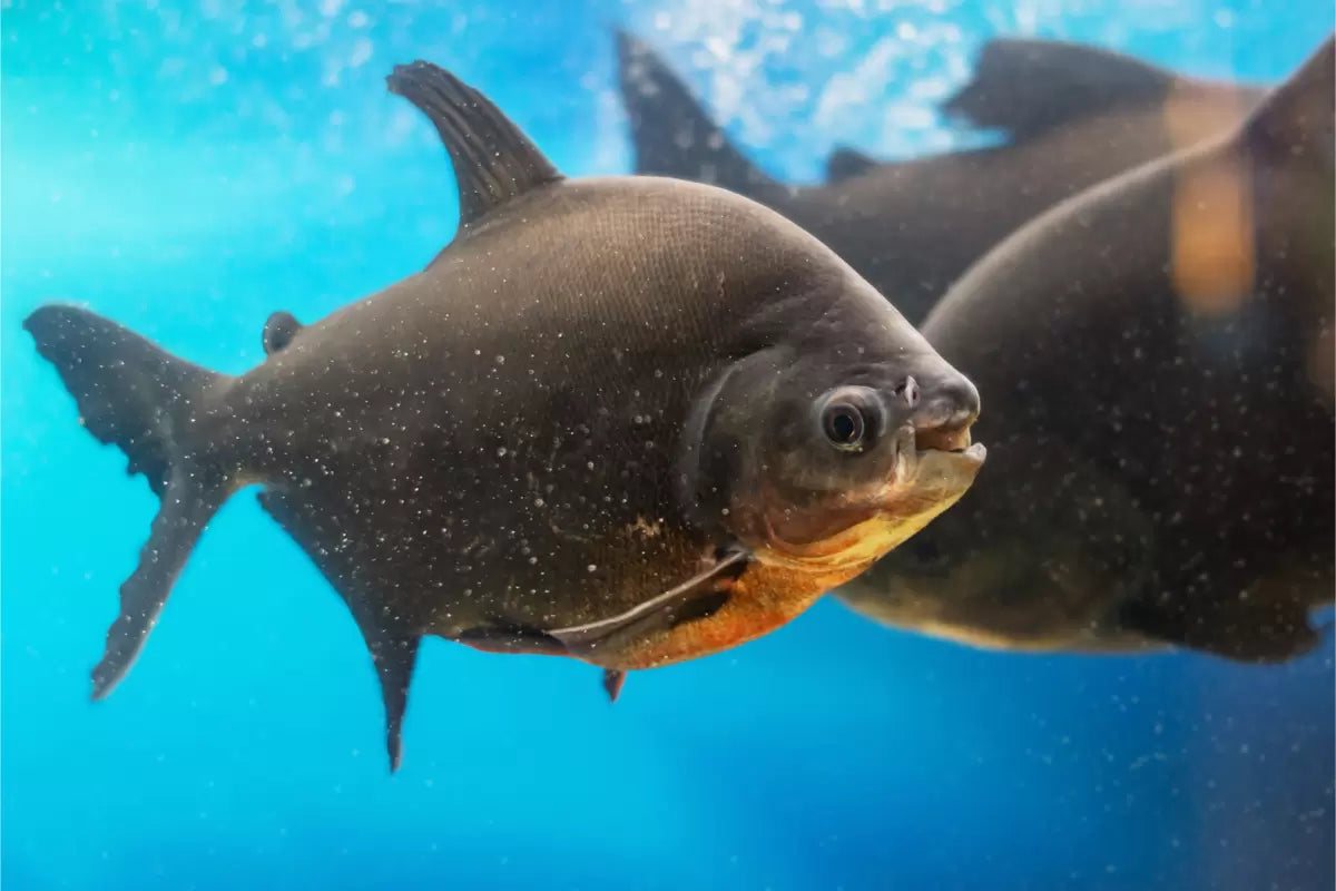 Pacu