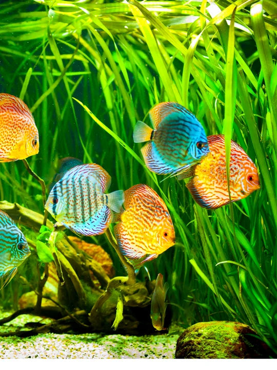 Mix Color Discus