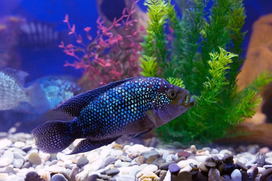 Electric Blue Jack Dempsey