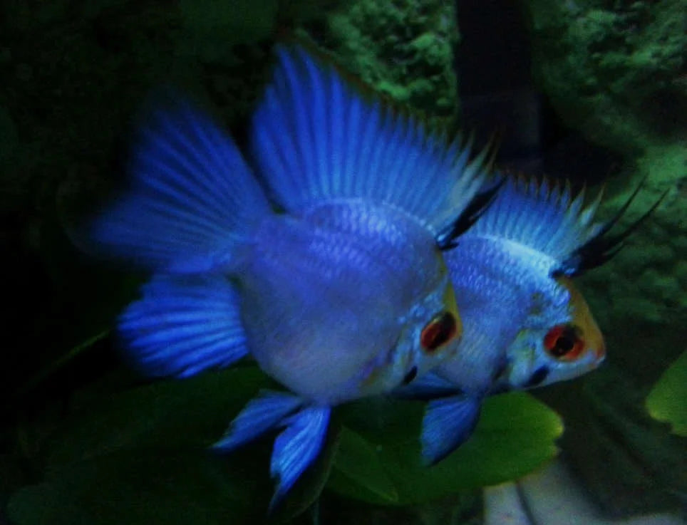 Electric Blue Balloon German Remirezi Fish