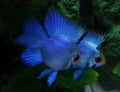 Electric Blue Balloon German Remirezi Fish