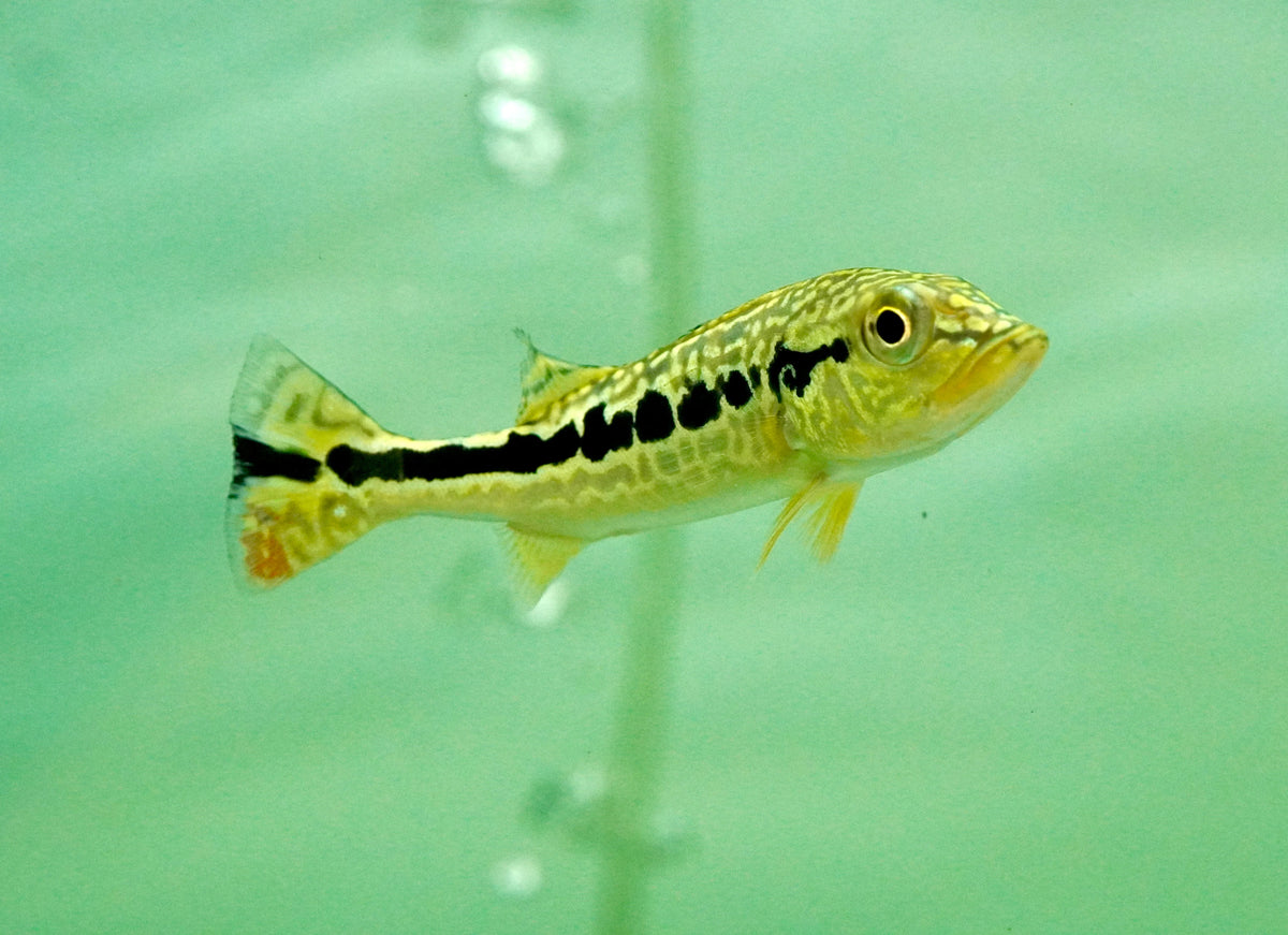 Royal Silk Bass