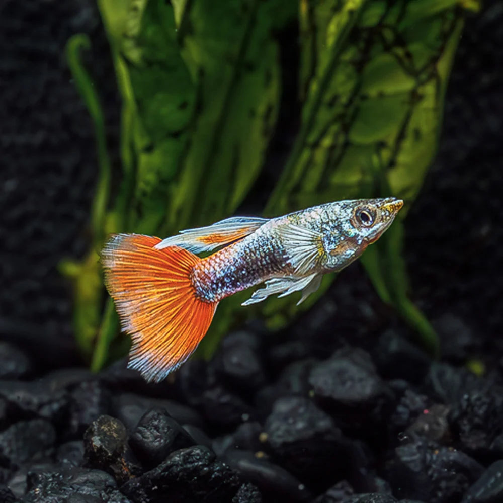 Santa Claus Guppy