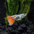 Santa Claus Guppy