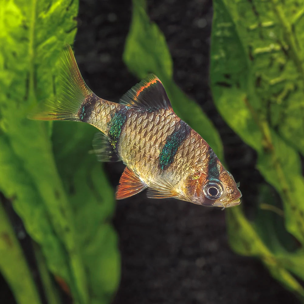 Green Tiger barb