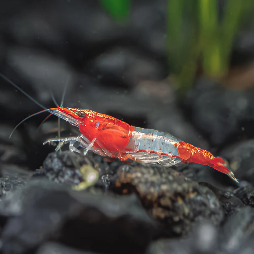 Red lilly shrimp