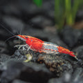 Red lilly shrimp