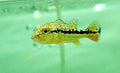Royal Silk Bass