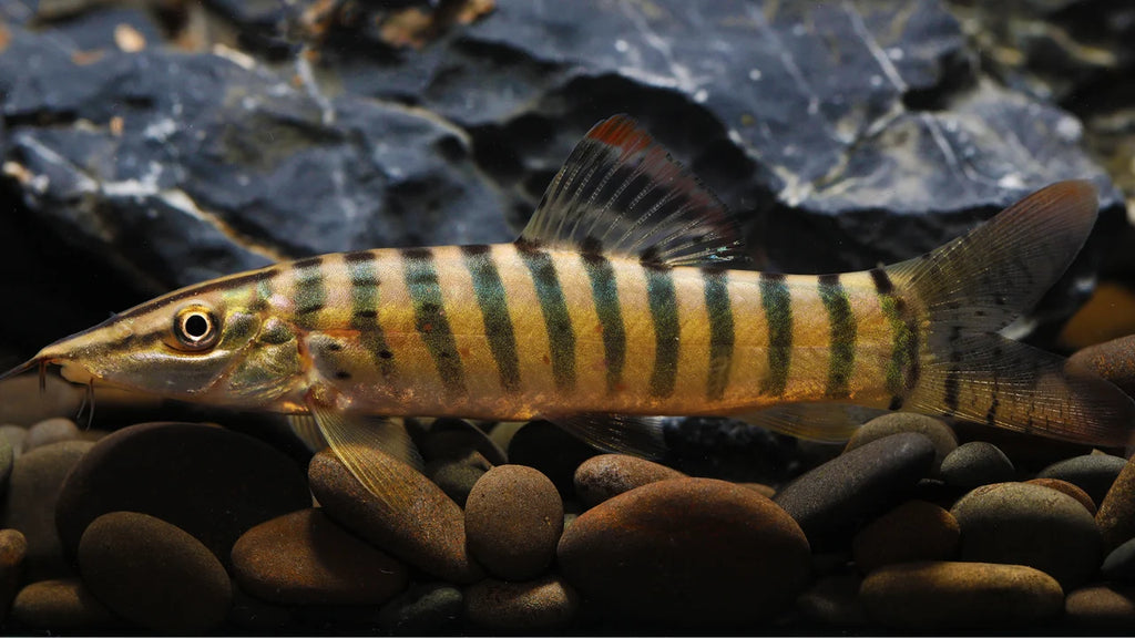 Tiger loach