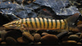Tiger loach