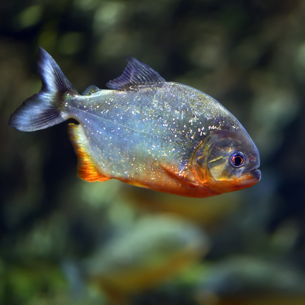 Red Belly Piranha