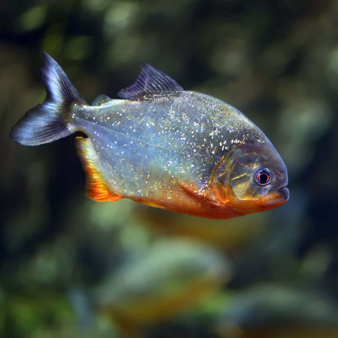 Red Belly Piranha