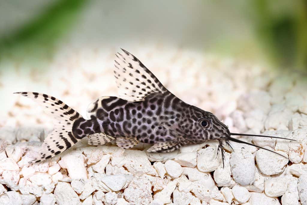 Featherfin Catfish