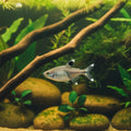 Featherfin Tetra
