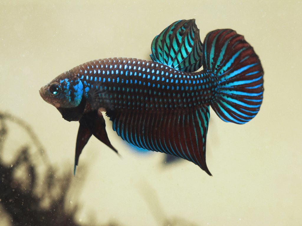 Female Betta