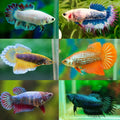 Female Betta