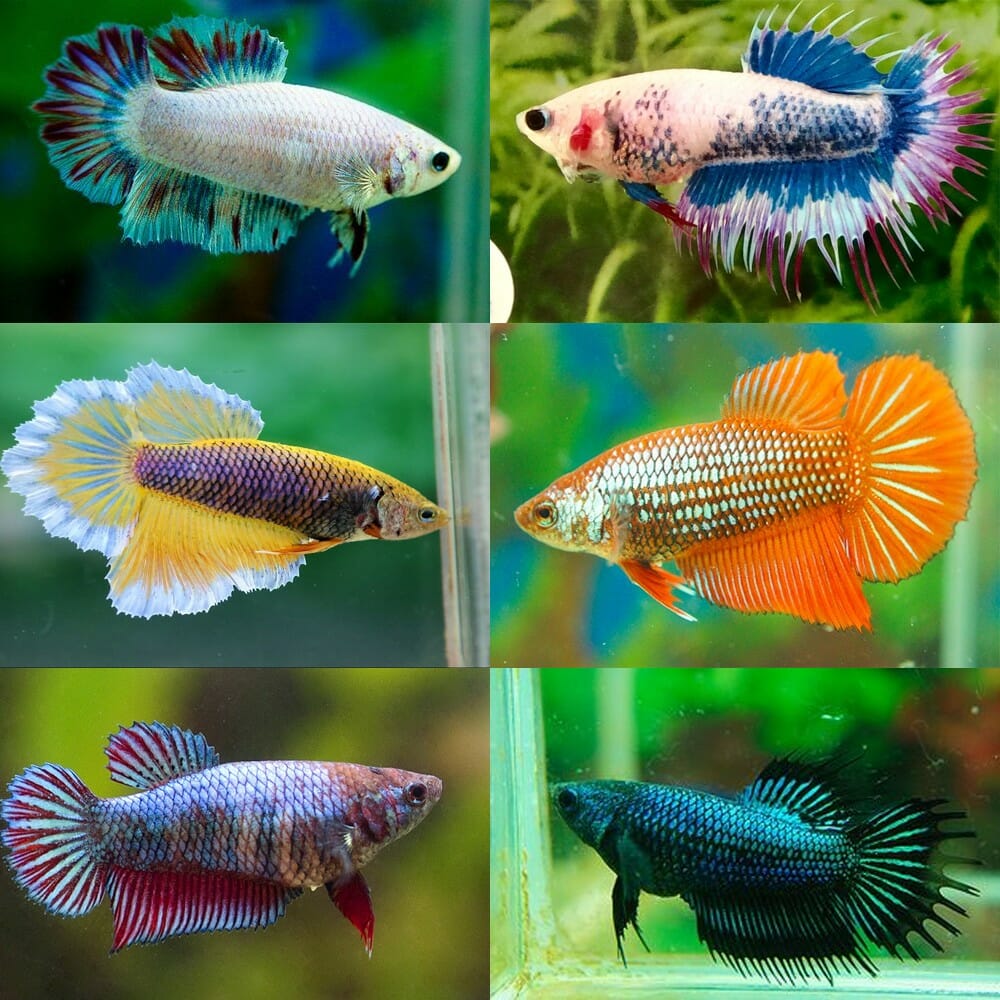Female Betta