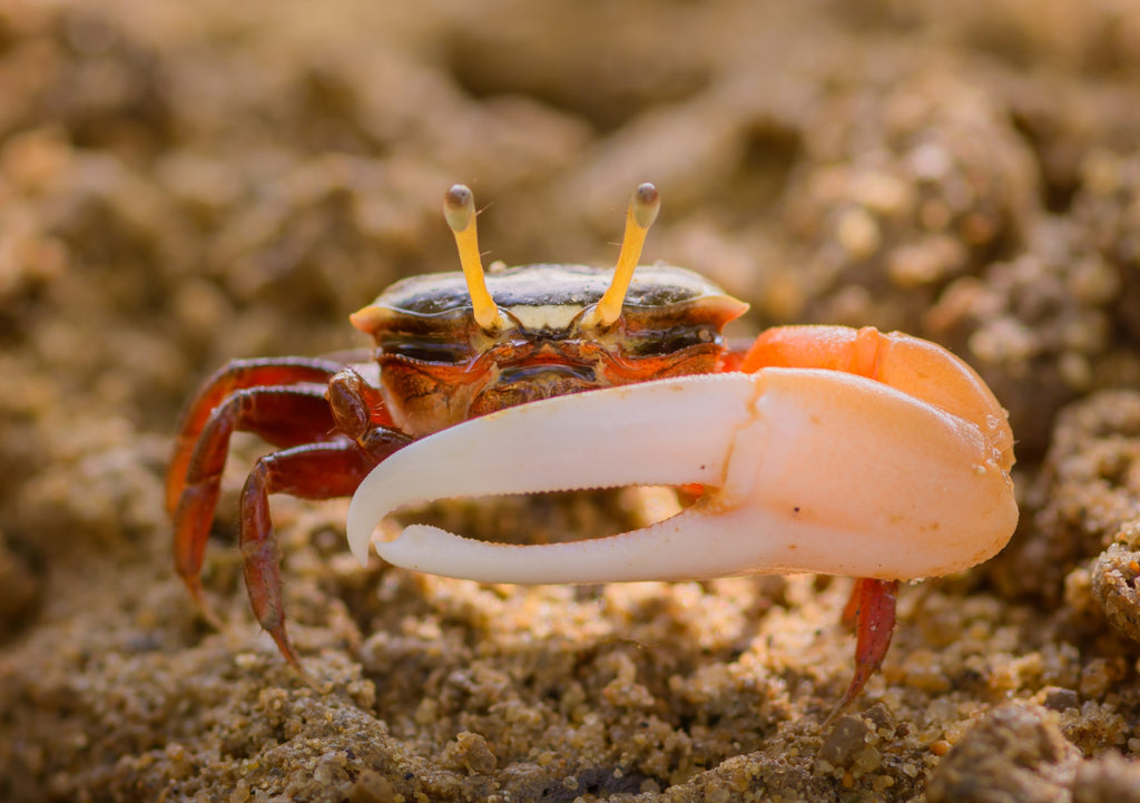 Single hand crab(fiddler crab)