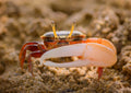 Single hand crab(fiddler crab)