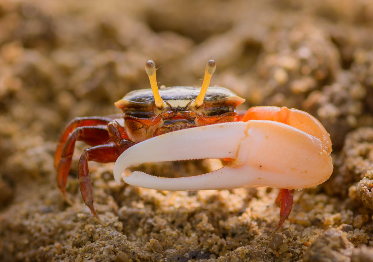 Single hand crab(fiddler crab)