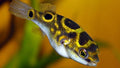 Puffer