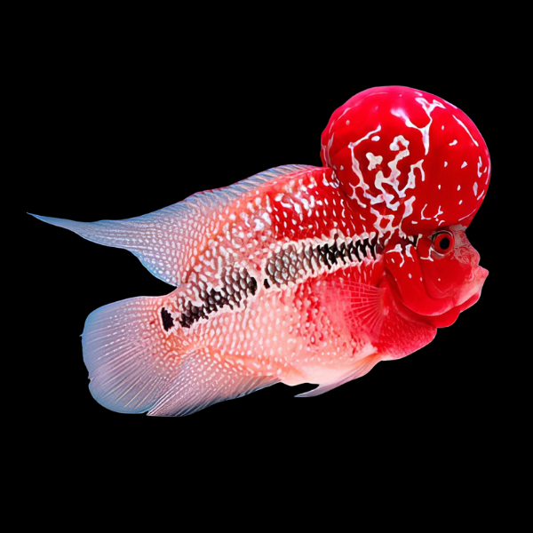 Short body flowerhorn
