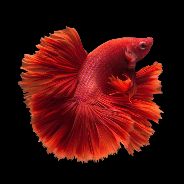 Fullmoon Betta