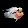 Shortbody flowerhorn