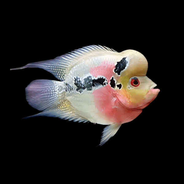 Shortbody flowerhorn