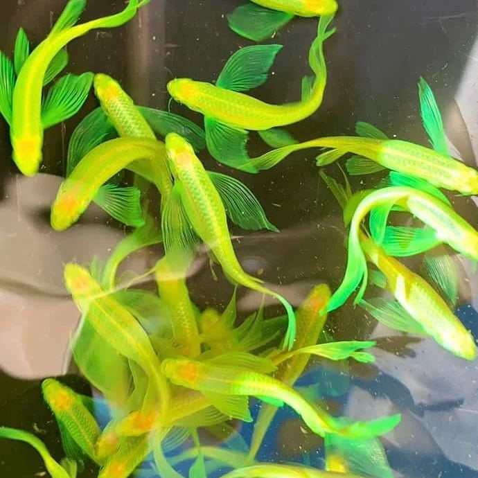 Veiltail Green Zebra