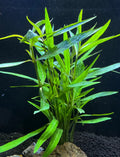 Hygrophila araguaia