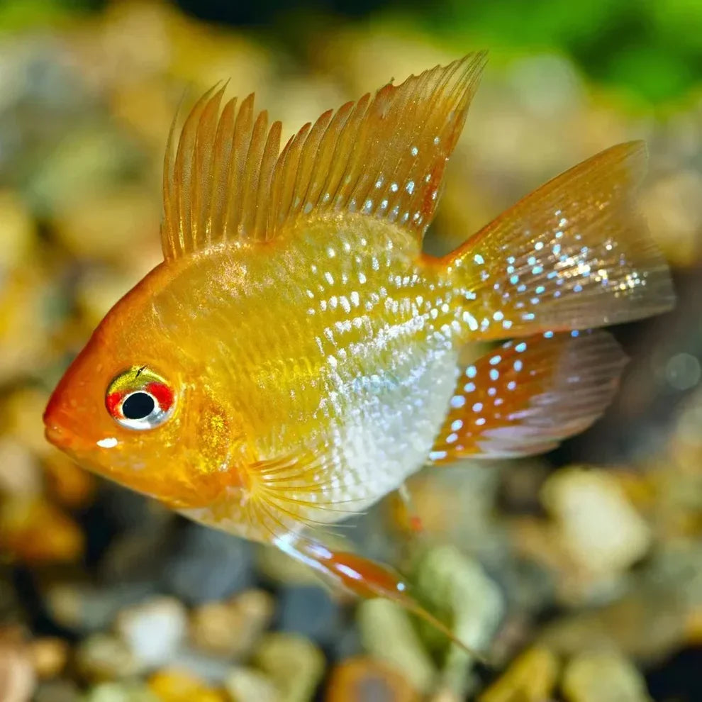 Gloden Balloon Remirezi Fish