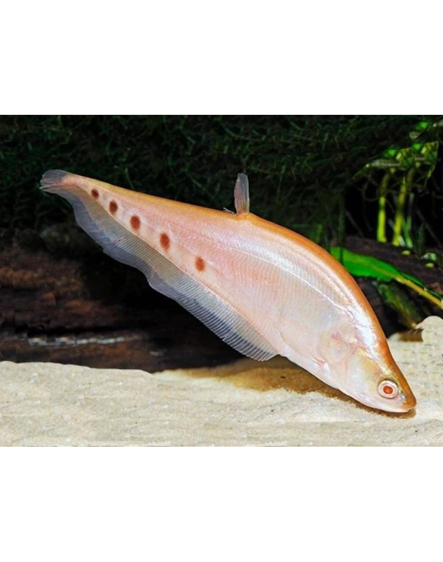 Albino clown knife