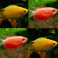 Mixed gourami