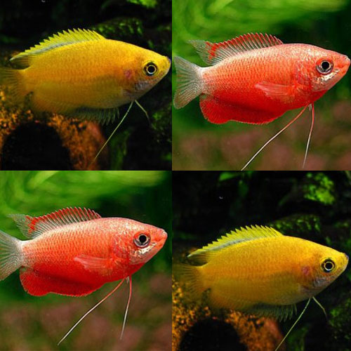 Mixed gourami