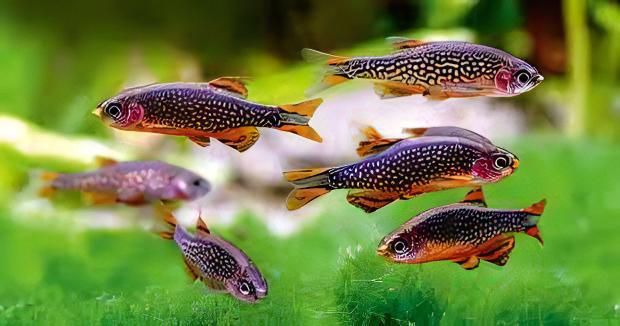 Galaxy Rasbora Danio