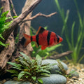 Red Tiger