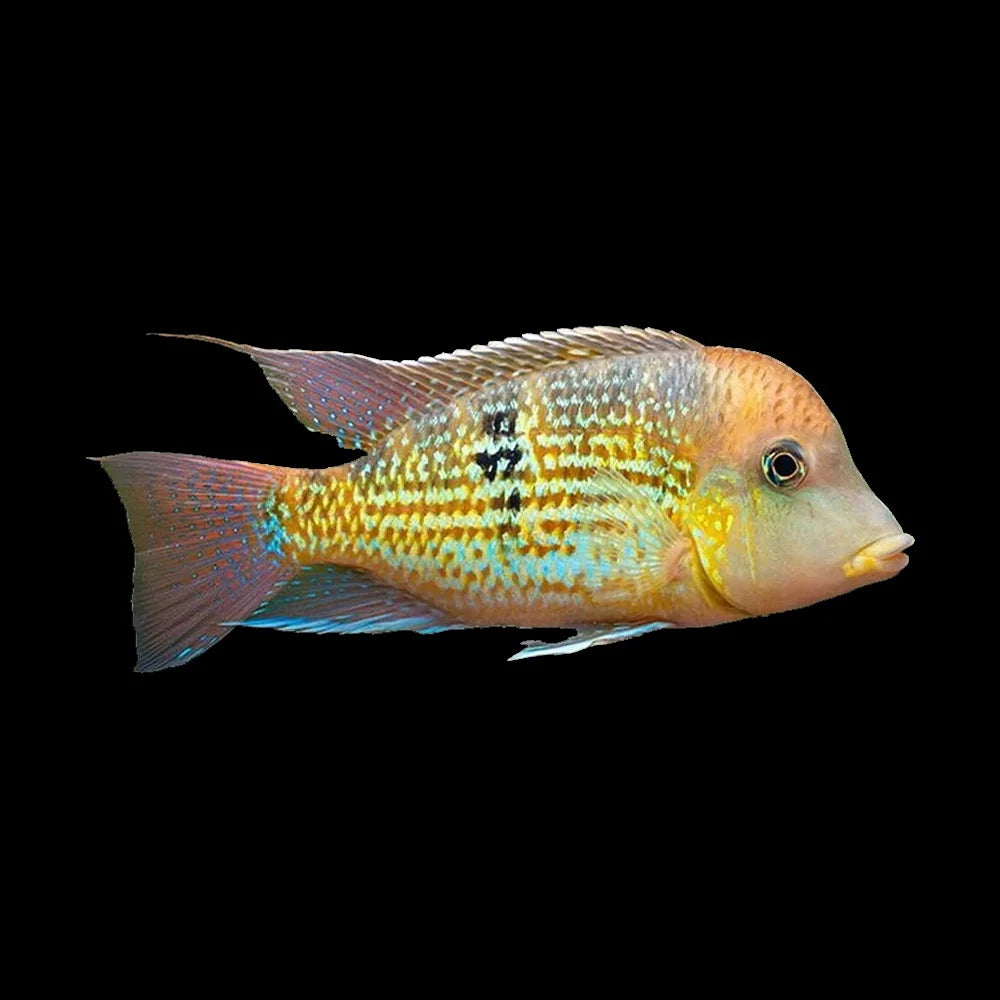 Geophagus Alto Sinu