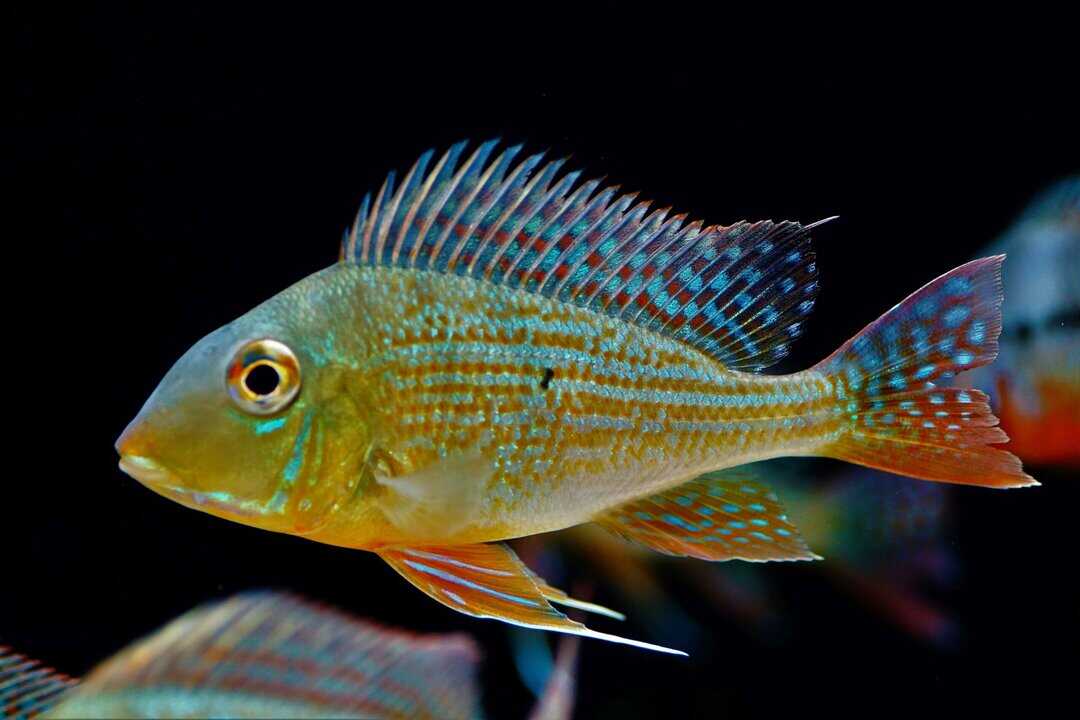 Geophagus altifrons